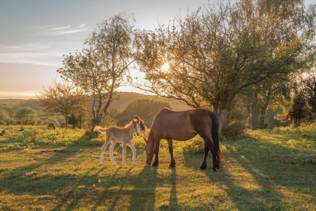 10 Must-Visit Hidden Gems in the New Forest